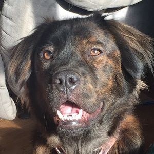 Meet your Posher, Oliver